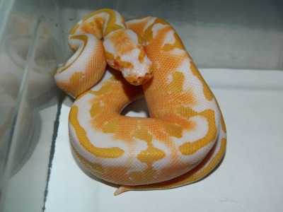 Королівський пітон самка