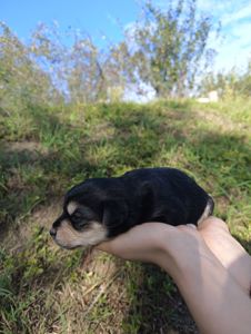 Цуценята в добрі руки