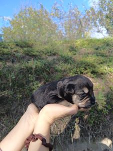 Цуценята в добрі руки