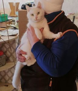 Біла кішка шукає дім