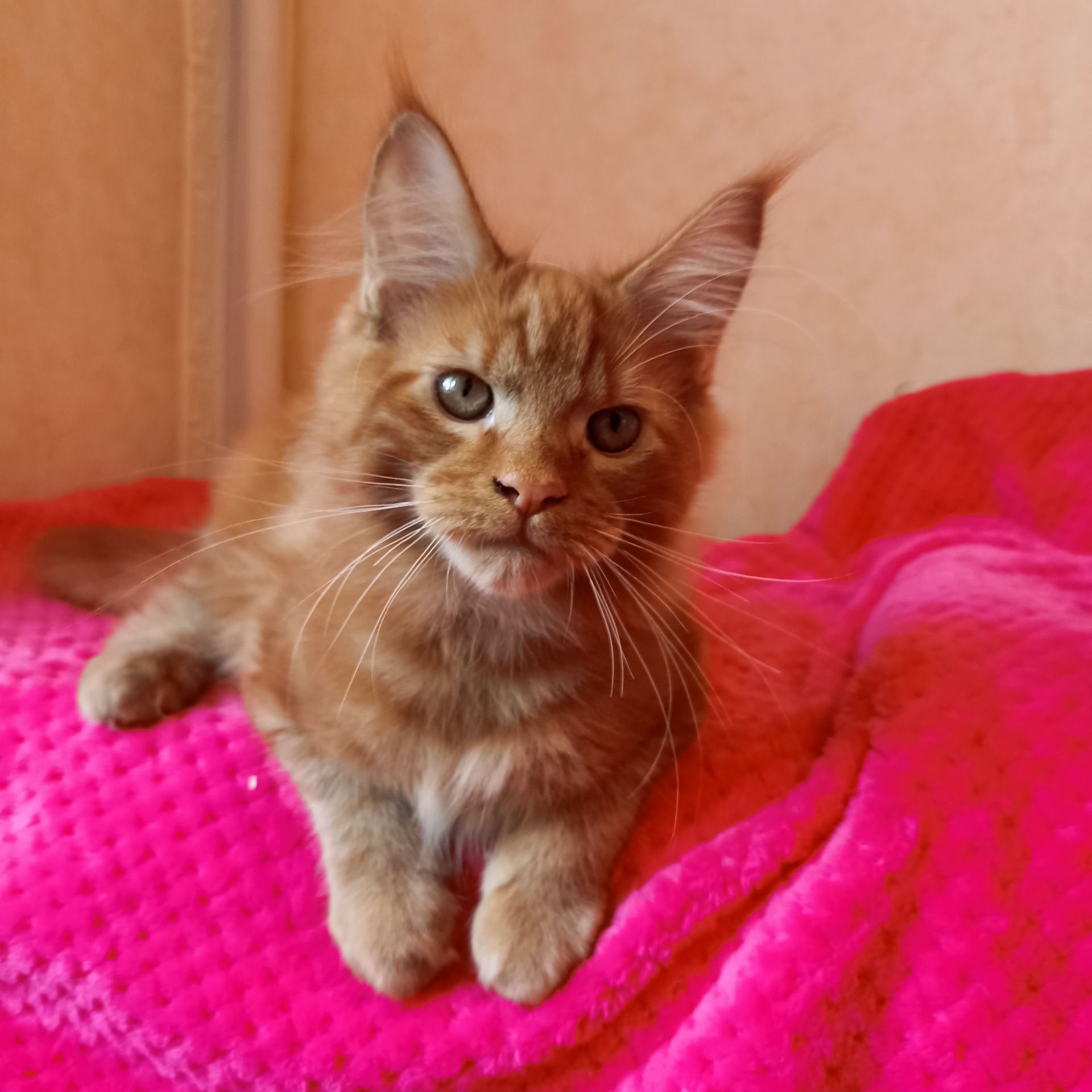 Котёнок Мейн Кун мальчик красный солидный