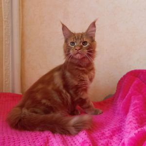 Котёнок Мейн Кун мальчик красный солидный