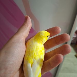 Кенера