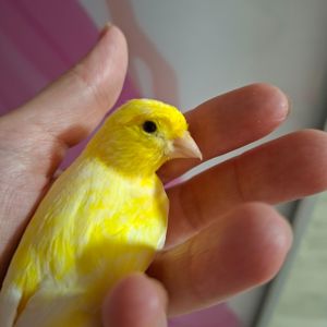 Кенера