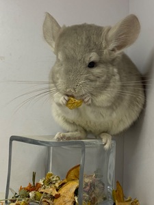Шиншилы