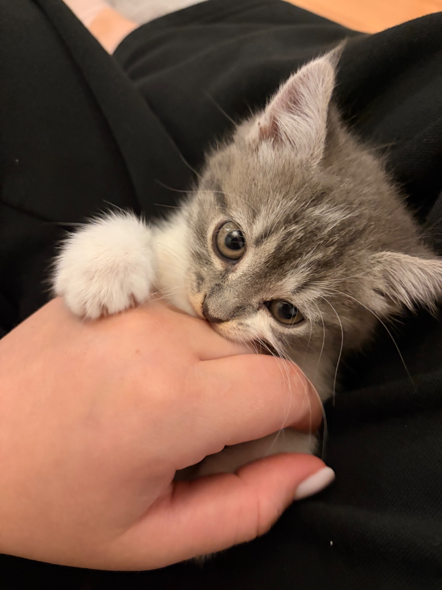 Кошеня шукає сімʼю🥹
