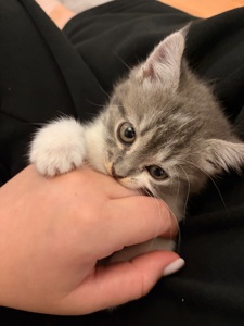 Кошеня шукає сімʼю🥹