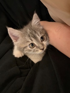 Кошеня шукає сімʼю🥹