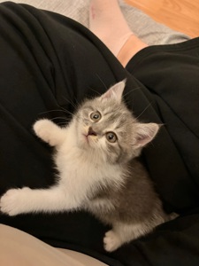 Кошеня шукає сімʼю🥹