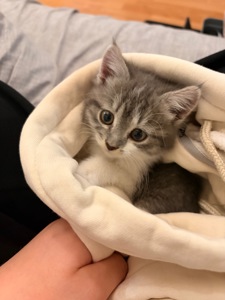Кошеня шукає сімʼю🥹