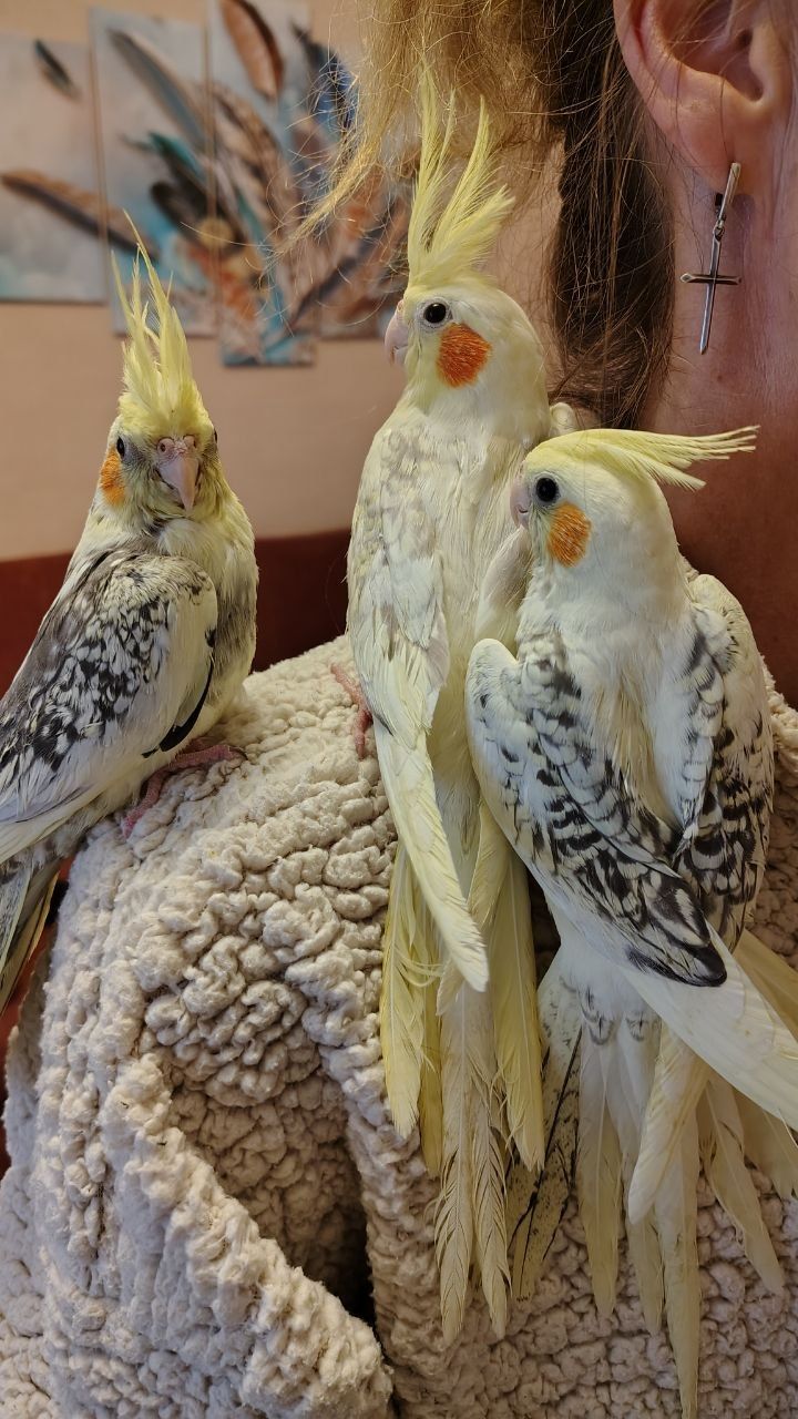 Корела, молоді пташки