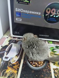 Шиншилятко шукає люблячу родину