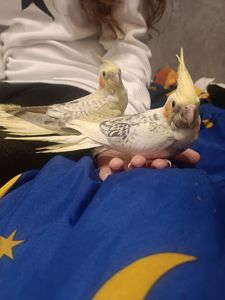 Корела, молоді пташки