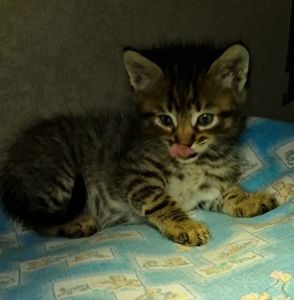 Хлопчик та його сестричка вік 1 місяць