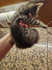 Хлопчик та його сестричка вік 1 місяць
