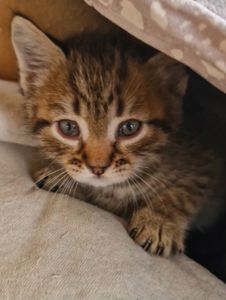 Хлопчик та його сестричка вік 1 місяць