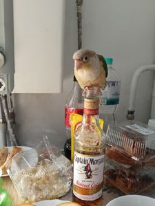 Піррура