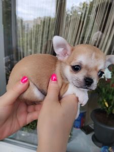 Щенки чихуахуа