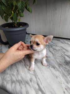 Щенки чихуахуа