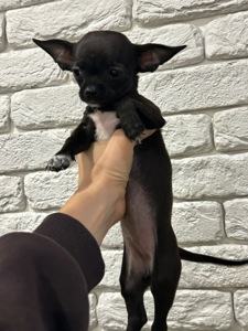 Цуценята чихуахуа