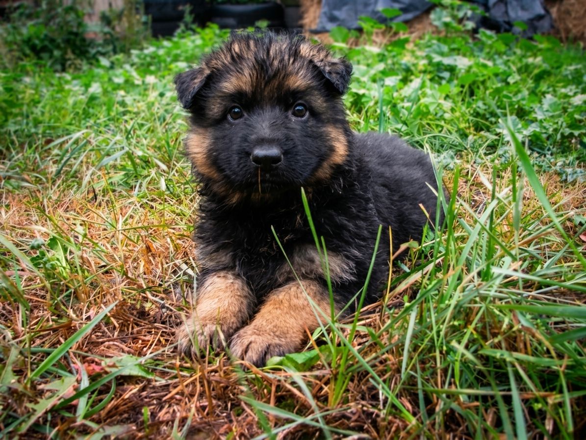 Цуценята німецької вівчарки від KIRA-DOG, 3 дівчинки