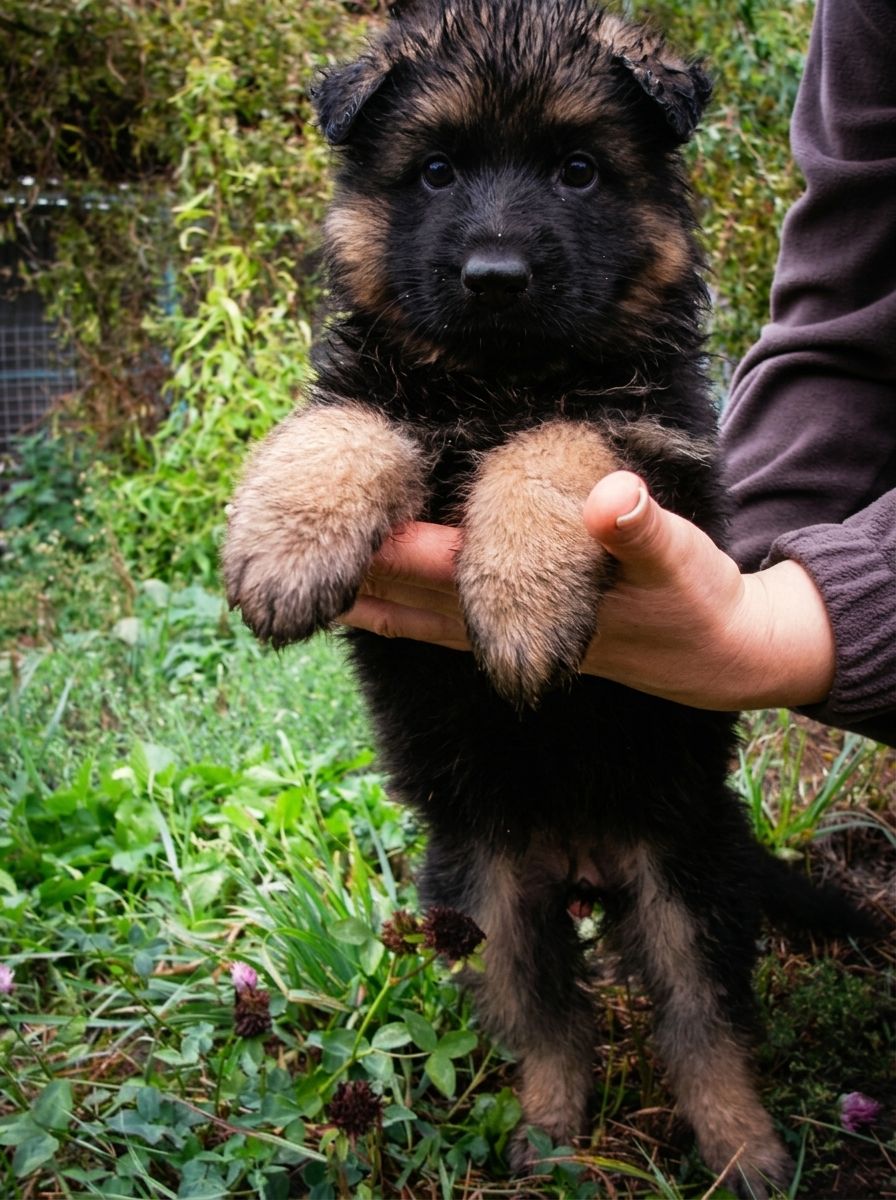Цуценята німецької вівчарки від KIRA-DOG, 3 дівчинки