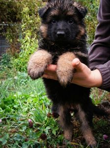 Цуценята німецької вівчарки від KIRA-DOG, 3 дівчинки