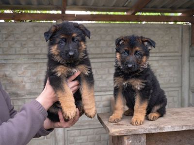 Цуценята німецької вівчарки від KIRA-DOG, 3 дівчинки