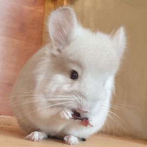 Маленький самец шиншиллы Бежевая фиолет эбони ангора