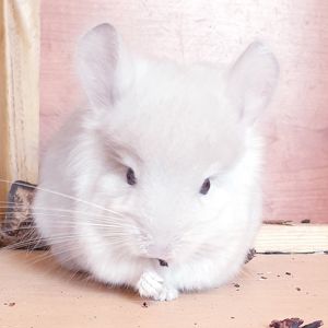Маленький самец шиншиллы Бежевая фиолет эбони ангора