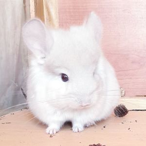 Маленький самец шиншиллы Бежевая фиолет эбони ангора