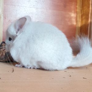 Маленький самец шиншиллы Бежевая фиолет эбони ангора