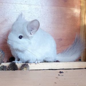 Маленький самец шиншиллы Бежевая фиолет эбони ангора