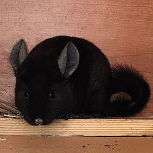 Маленький самец шиншиллы Бархатный эбони