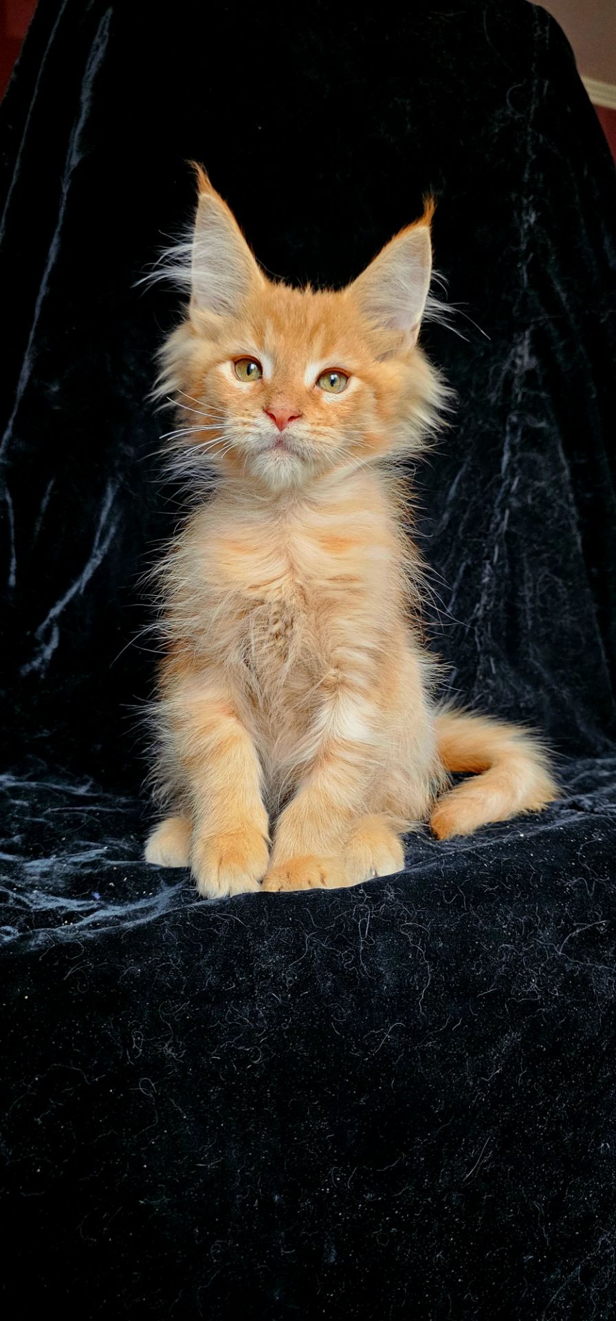 Гарненький хлопчик мейн кун