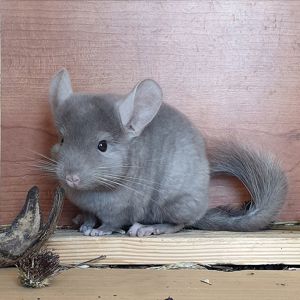 Маленький самец шиншиллы коричневый эбони