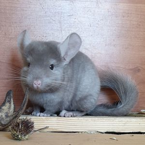 Маленький самец шиншиллы коричневый эбони