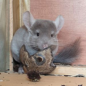 Маленький самец шиншиллы коричневый эбони