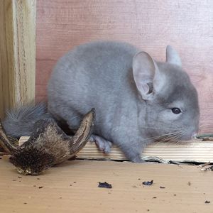 Маленький самец шиншиллы коричневый эбони