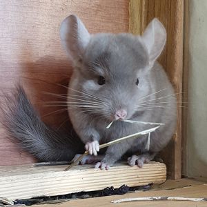 Маленький самец шиншиллы коричневый эбони