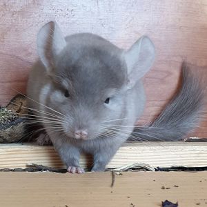 Маленький самец шиншиллы коричневый эбони