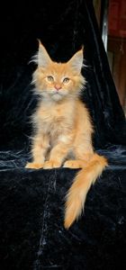 Гарненький хлопчик мейн кун