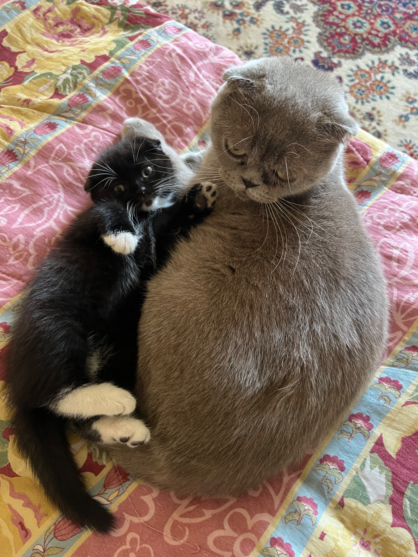 Шотландська висловуха дівчинка