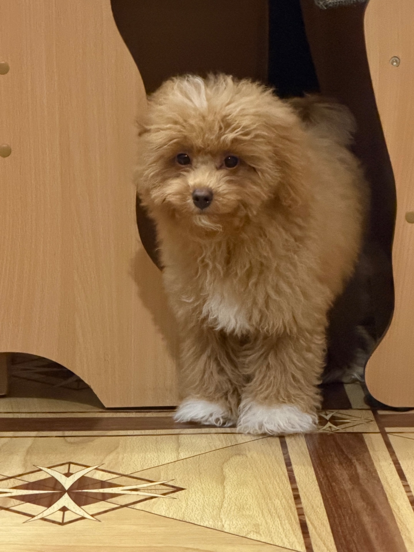 Цуценя мальтіпу