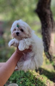 Класнючій мальтезе