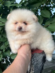 Белоснежная девочка Померанский шпиц