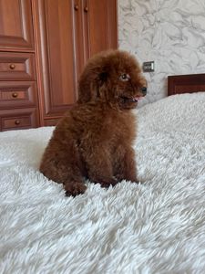 Той пудель мальчик Ред Браун