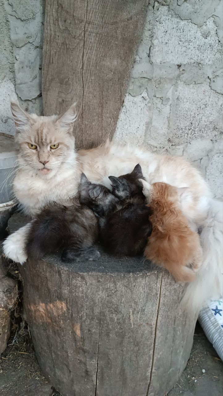 Продам кошенят метиси мейнкуна