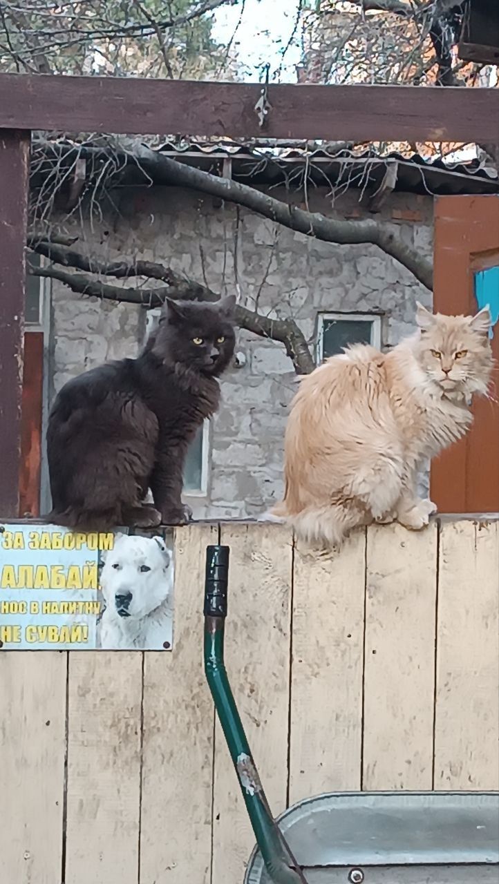 Продам кошенят метиси мейнкуна