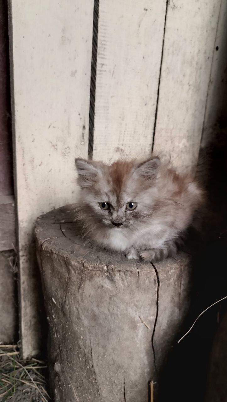 Продам кошенят метиси мейнкуна